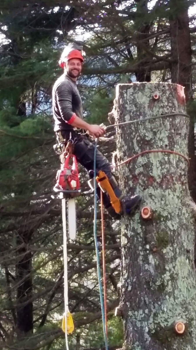 Tree climber in fase di abbattimento controllato