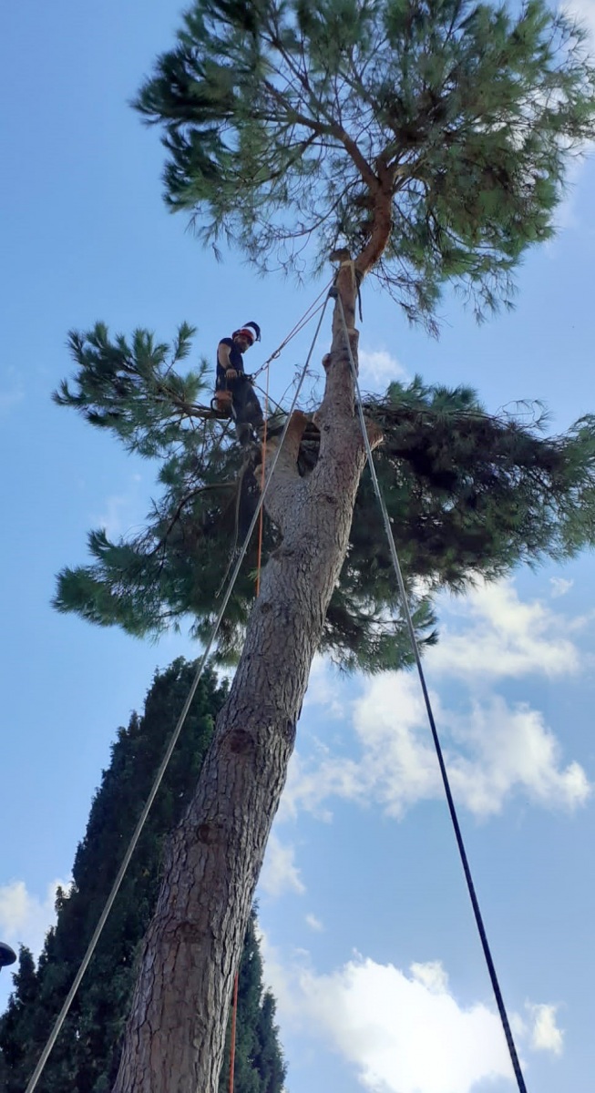 Operatore di tree climber  in una fase di abbattimento controllato