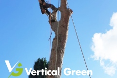 VG_Depezzatura_abbattimento_alberi_treeclimbing_2